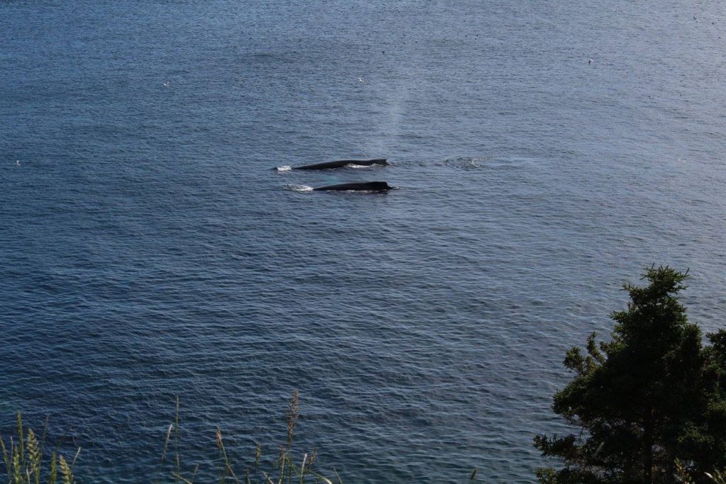 Whale Watching Tours near Witless Bay southern shore Newfoundland