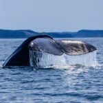 The large black and white tail fluke of a humpback whale lifted completely out of the ocean water, dripping with spray against a calm sea backdrop.