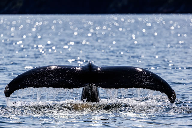 Humpback Whale