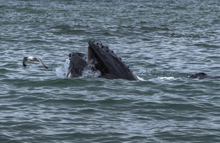 Whale lunging