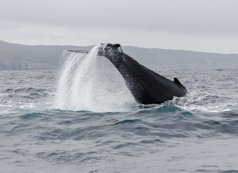 Humpback Whale Tail Slapping