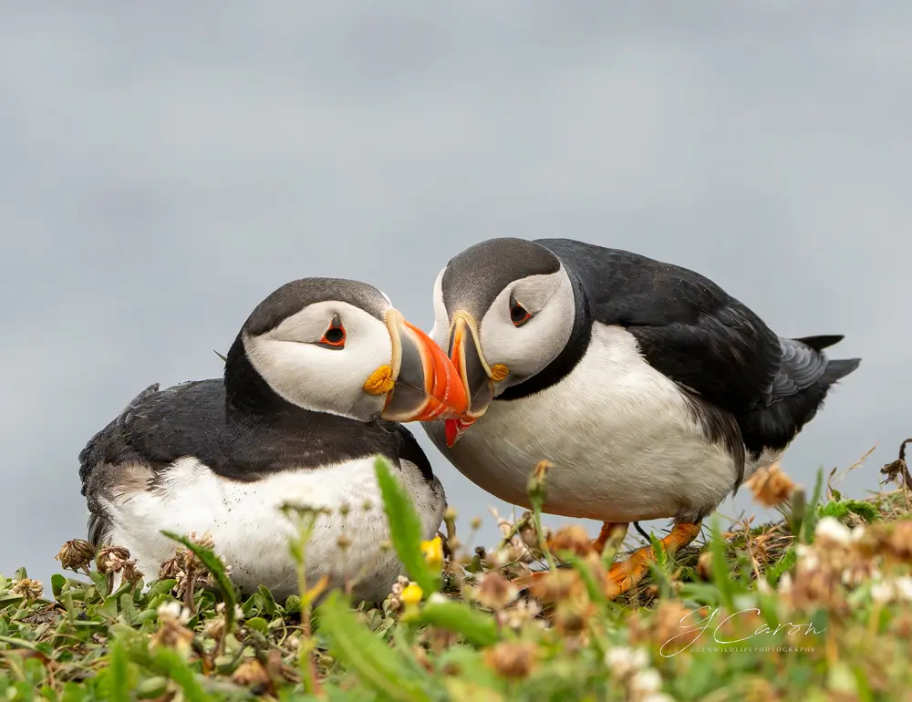 Close up of Puffins