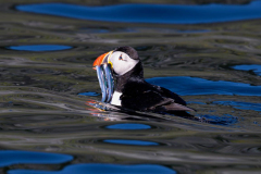 Atlantic puffin swimming in the ocean at Witless Bay Ecological Reserve Newfoundland.