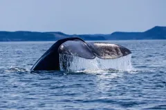 A majestic humpback whale lifts its massive tail fluke above the ocean surface before a deep dive.