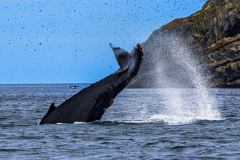 Humpback whale breaching near the shore on a Witless Bay whale watching tour.