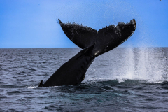 Large whale tail fluke lifted out of the ocean water during a Newfoundland boat tour.