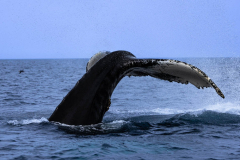 Humpback whale tail dipping below the ocean surface on a Great Island boat tour.