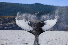 Black and white patterns on a humpback whale tail fluke during a whale watching cruise.