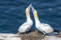 Two Northern Gannets nesting on a coastal cliff edge in Witless Bay Newfoundland.