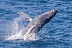 Full horizontal breach of a humpback whale in the ocean in Newfoundland Canada.