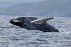 Humpback whale showing its head and pectoral fin on a Witless Bay whale tour.