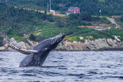 Whale surfacing right next to the lush green coastline of Newfoundland.
