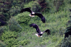 Two bald eagles soaring through the air, wings fully extended, against a backdrop of a dense, green forested hillside. Photo credit Alden Stout