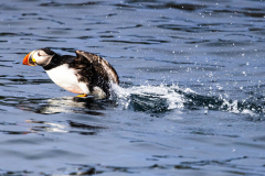 Atlantic puffin running fast across the water surface to take off on a puffin tour.