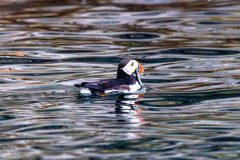 Puffin swimming in shimmering ocean water during a Great Island bird watching tour.
