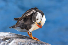 Close up portrait of an Atlantic puffin standing against a blue ocean background.