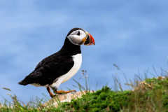 Atlantic puffin perched on a grassy cliffside looking out over Witless Bay.