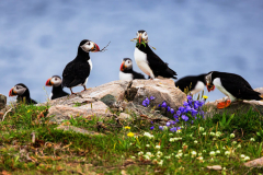 A colony of Atlantic puffins sitting on rocks among wildflowers on Great Island.