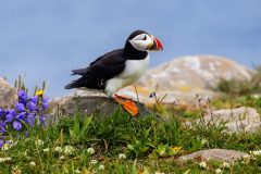 Solitary Atlantic puffin standing on a sunny, grassy cliff edge in Newfoundland.