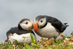 A small group of Atlantic Puffins with bright orange beaks standing together on a grassy, rocky cliffside overlooking the ocean in Newfoundland.