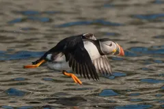 An Atlantic puffin mid-flight, skimming low over choppy ocean water with its black and white wings spread wide and orange webbed feet extended.