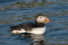 A single Atlantic puffin floating calmly on a deep blue ocean surface, showing its white belly, black back, and colorful orange and yellow beak.
