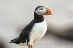 A side-profile studio-style photograph of an Atlantic puffin standing against a soft, blurred light gray background, showcasing its distinct colorful beak.